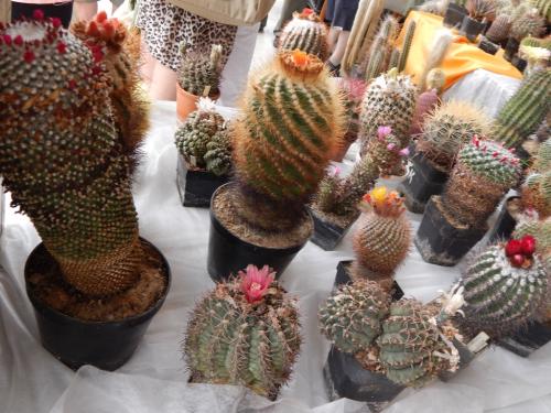 Vystava_kaktusov_11.jpg